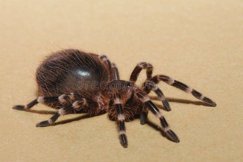 Close up photograph of bird spider