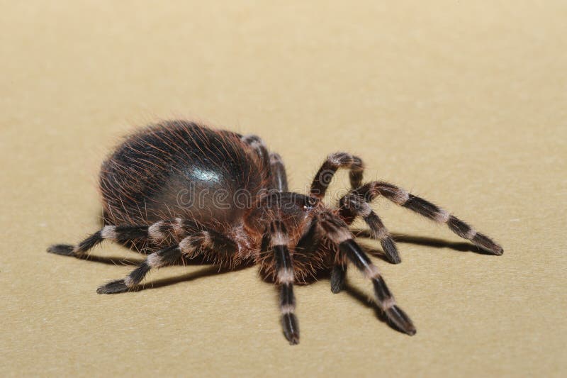 Close up photograph of bird spider