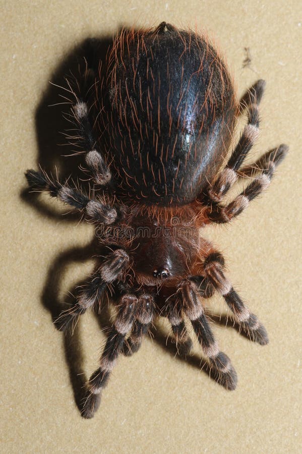 Close up photograph of bird spider