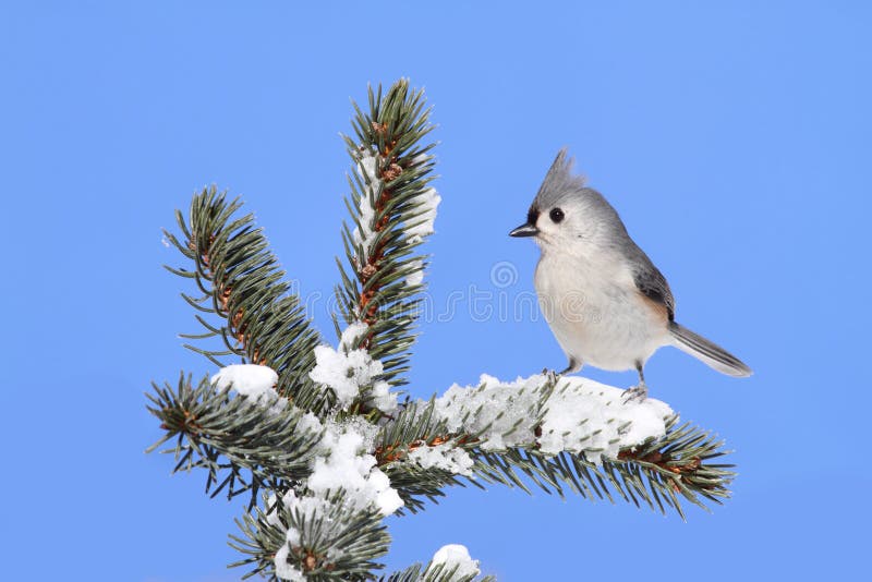 Bird On A Spruce Tree With Snow