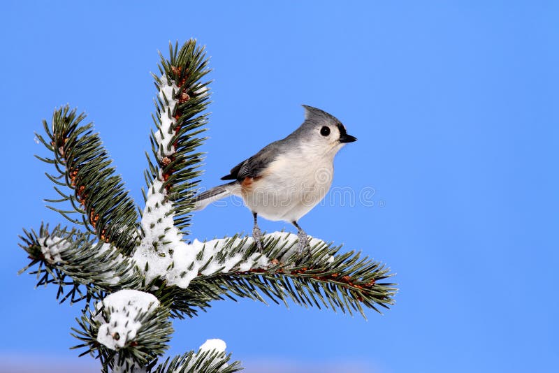 Bird On A Spruce Tree With Snow