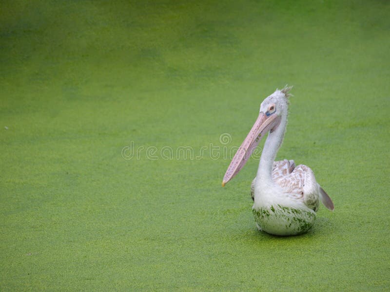 Bird stand up stock photo. Image of animal, plant, early 112942030