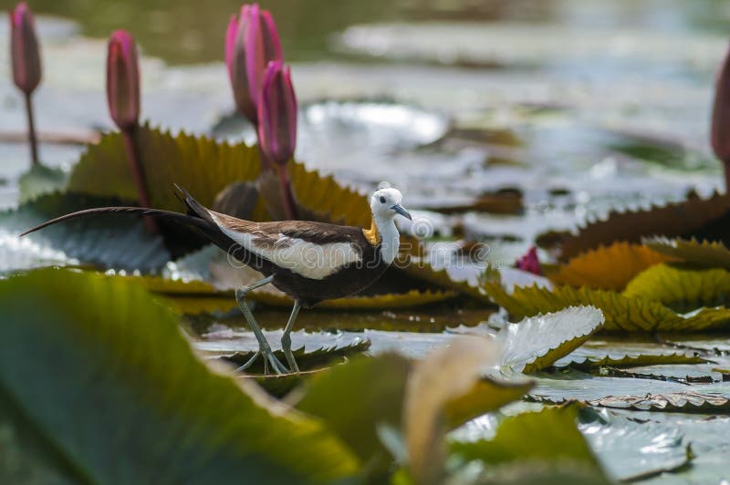 Bird Standing on lotus leaf.