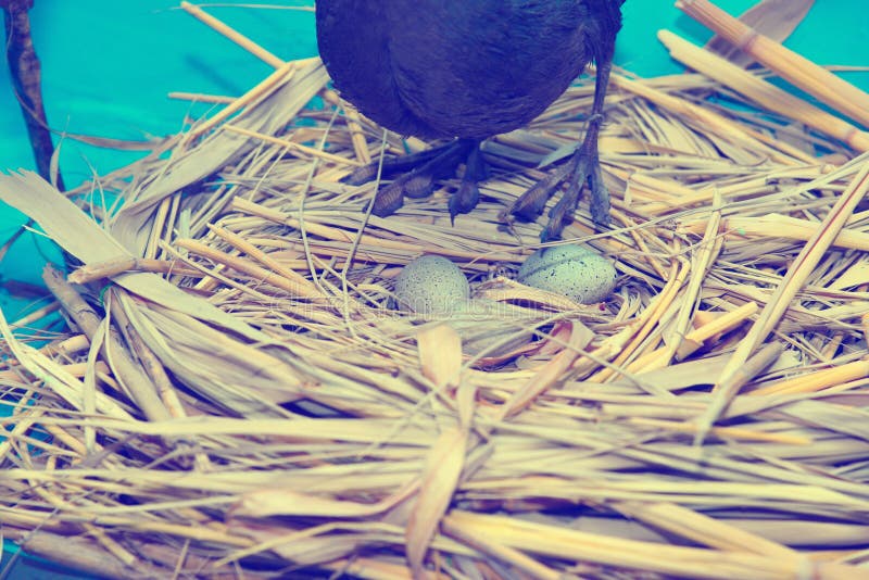 The bird stands in a nest with eggs and protects its children stock images The bird stands in a nest with eggs and protects its children stock images