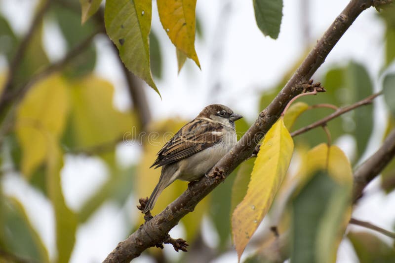 Beautiful bird on branch rusty autumn royalty free stock image Beautiful bird on branch rusty autumn royalty free stock image