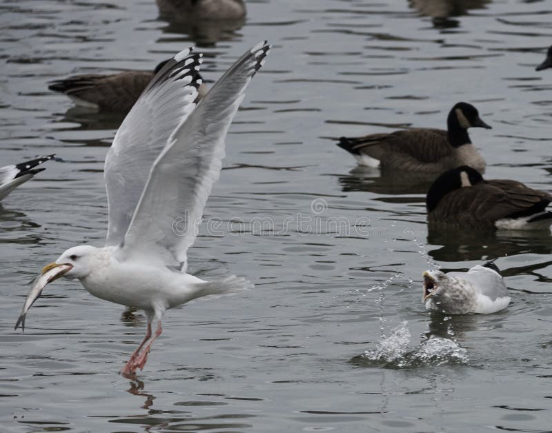 Bird Stealing Fish Away from Another Bird Stock Photo Image of bird