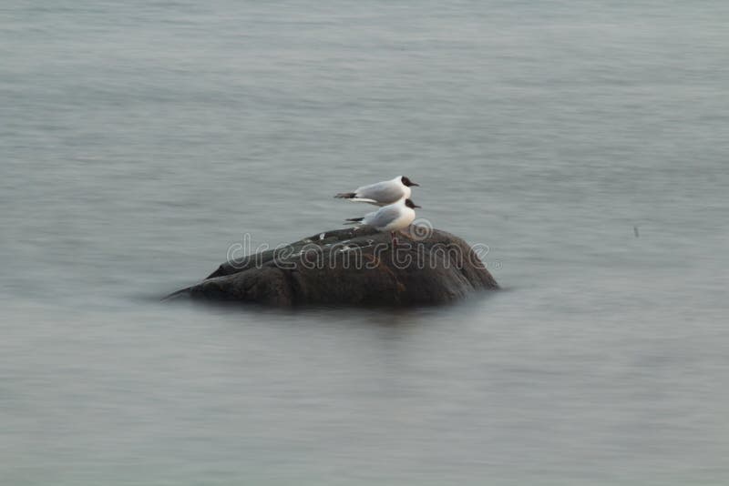 Bird and stone stock image. Image of water, birds, bird 103454573