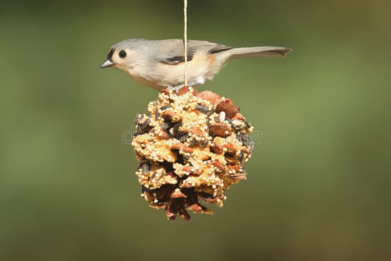 Bird On A Suet Feeder