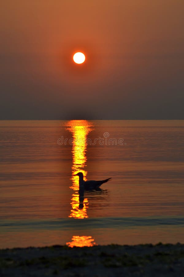 Bird on sunrise sea