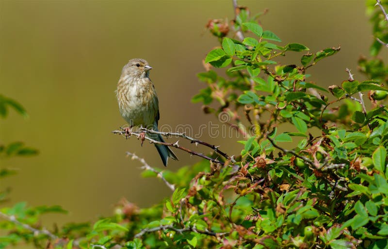 Common linnet in a closeup on the west coast in Sweden. Bird in the sunshine on Getterön Halland Sweden royalty free stock image Common linnet in a closeup on the west coast in Sweden. Bird in the sunshine on Getterön Halland Sweden royalty free stock image