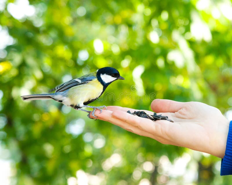 Bird Takes a Seed from the Human Hand Stock Image Image of focus