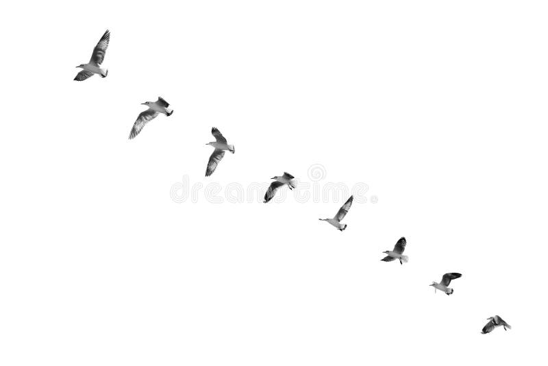 Bird taking off to clear sky (b&w)