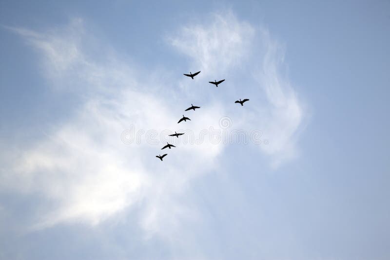 Team of Birds Flocking Beach on West Florida Coast Stock Image Image