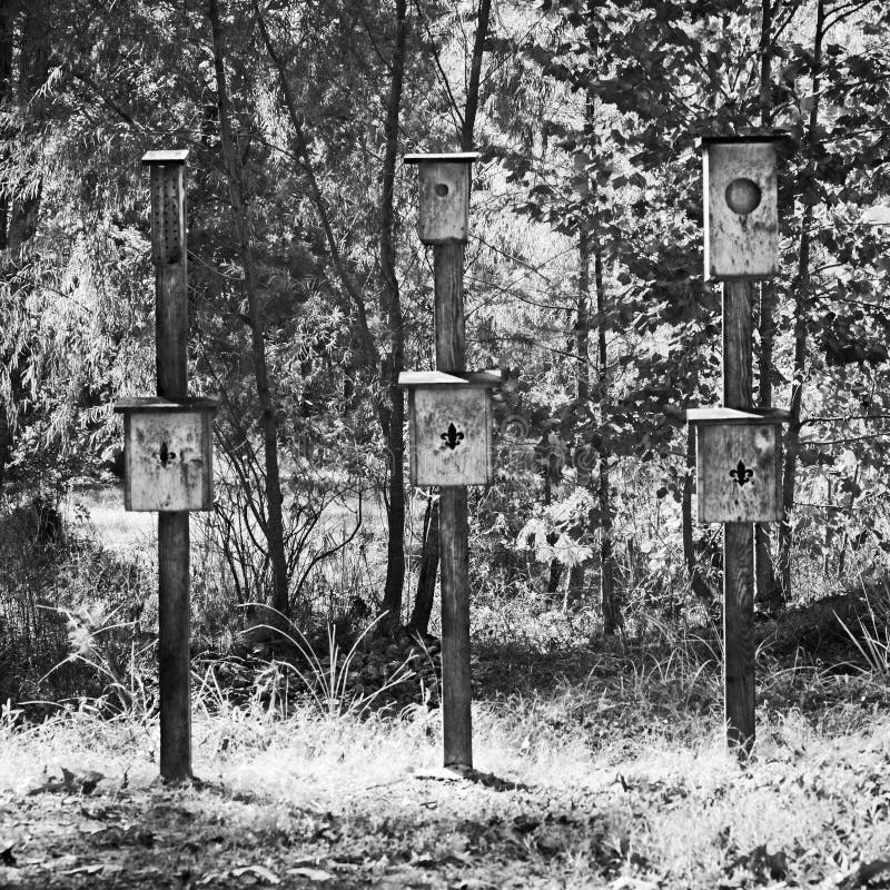 Bird and Three Bat House in the Woods B&W