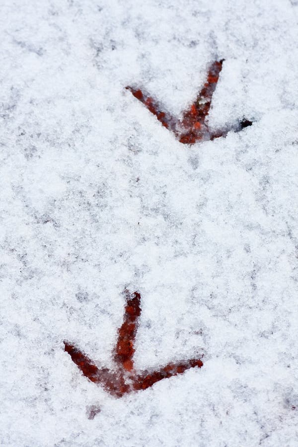 Bird Tracks Through Fresh Snow Stock Photo Image of