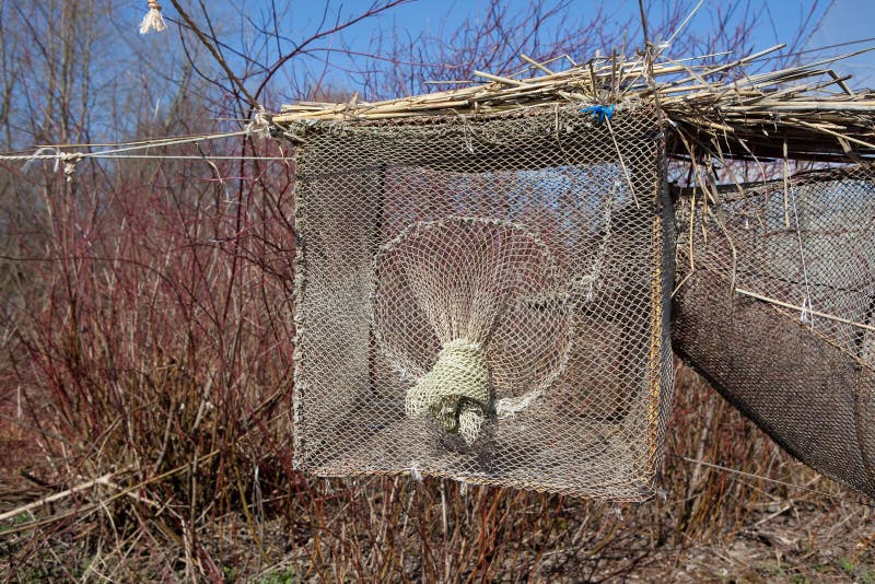 Bird trap in Vente Cape stock photo. Image of delta, bird - 11415612