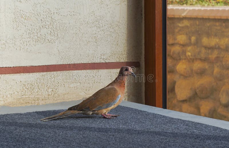 A bird trapped in a house stock image. Image of yellow 237177497