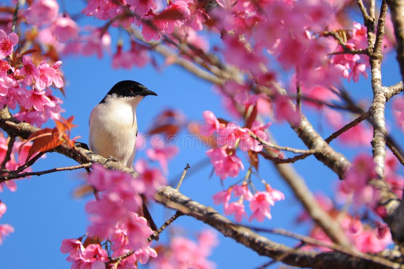 Bird on the tree