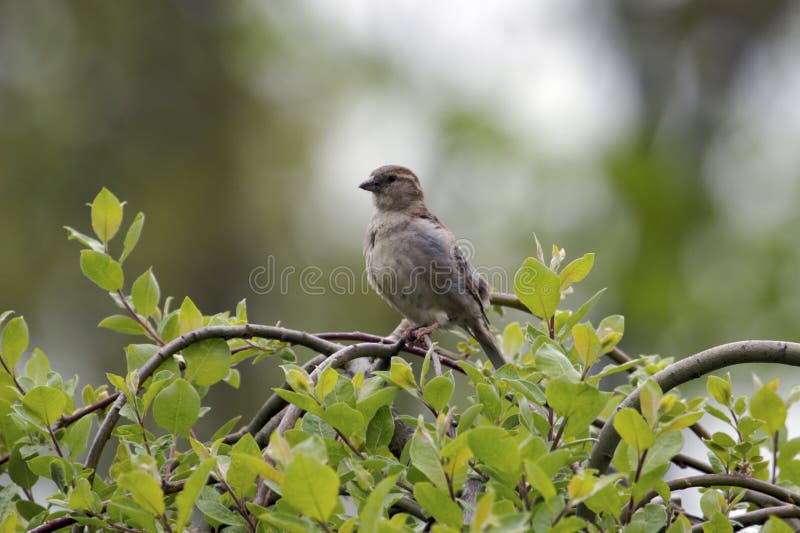 Bird on a Tree