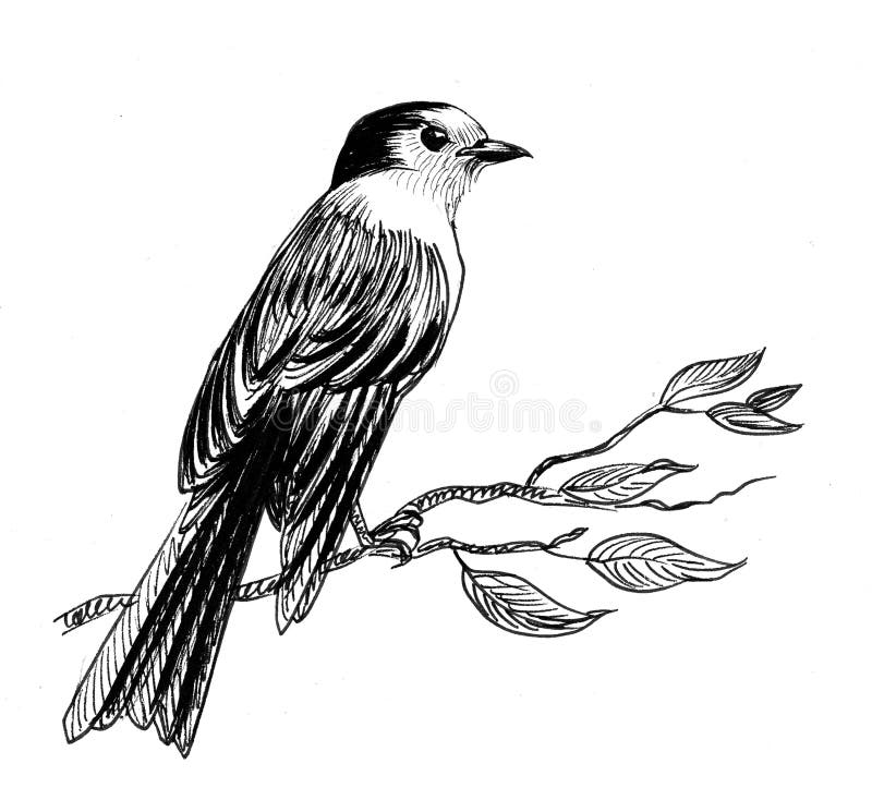 Beautiful Duel Bird 🐦 Drawing Sitting On The Tree Branch | Easy Magpie  Robin Pencil Sketch | Bird drawings, Branch drawing, Bird
