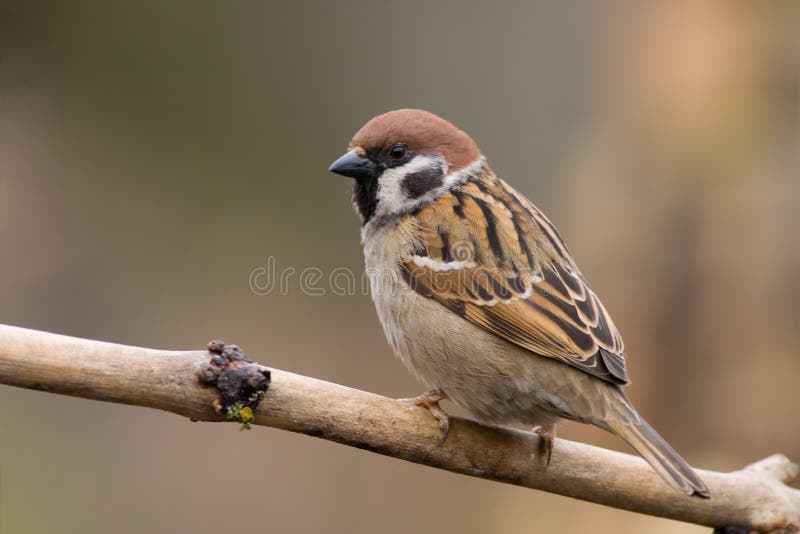 Bird - tree sparrow3