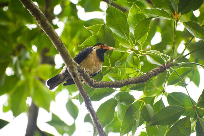 Theres a bird sitting on a green tree,That can describe about real beauty of nature. Theres a bird sitting on a green tree,That can describe about real beauty of nature