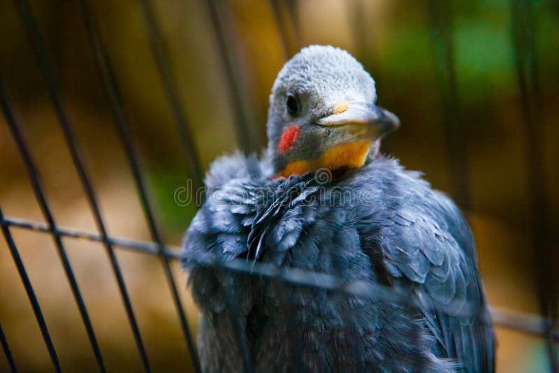 Bird tropics. Ueno zoo Tokyo Japan