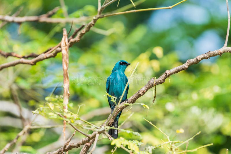 Pták (, ) modrý na vše oblasti z tělo, mimo černý šedá průduch posazený na strom v příroda divoký, distribuce společný.