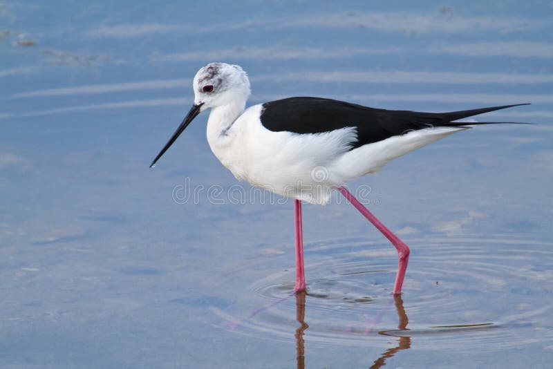 Bird wading in water