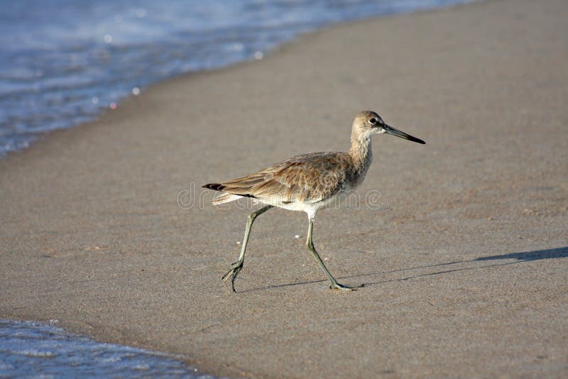 Bird Walking On Sandy Beach Stock Photo Image 6612602
