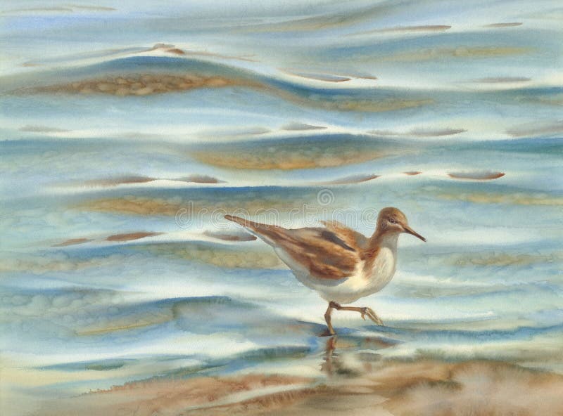 A bird walking by the sea watercolor