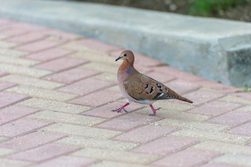 Bird is Walking on the Sidewalk in Bridgetown, Barbados. Stock Photo