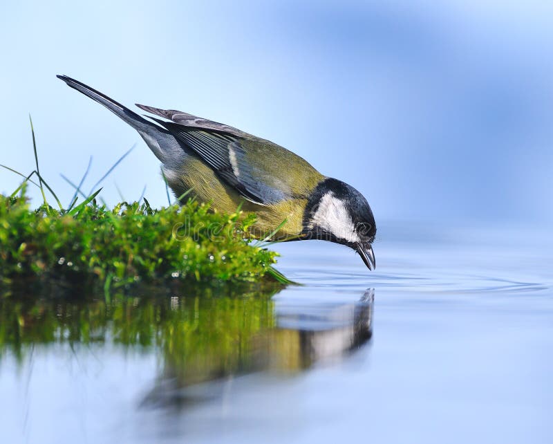 Bird on the water.