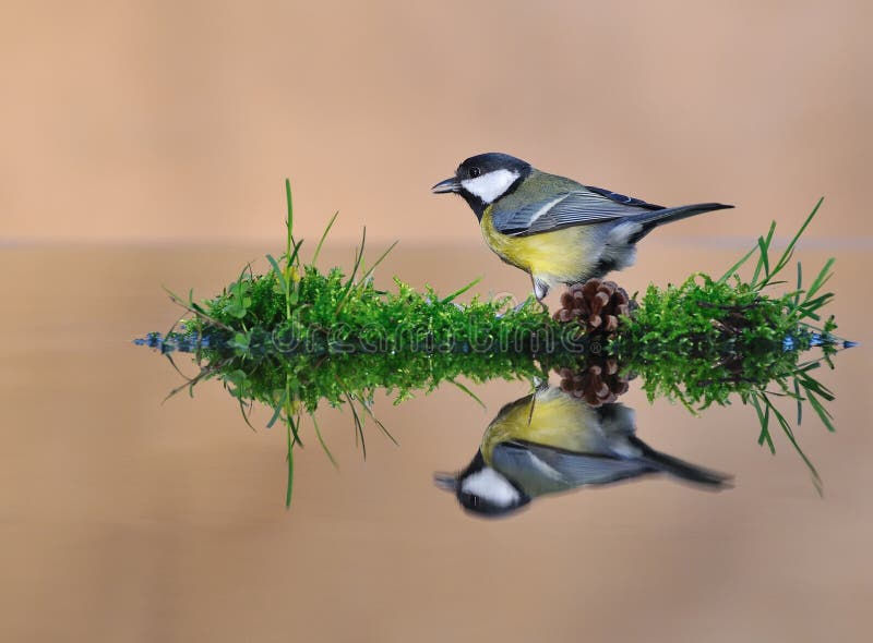 Bird on the water.