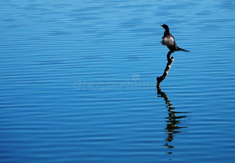 Bird on water