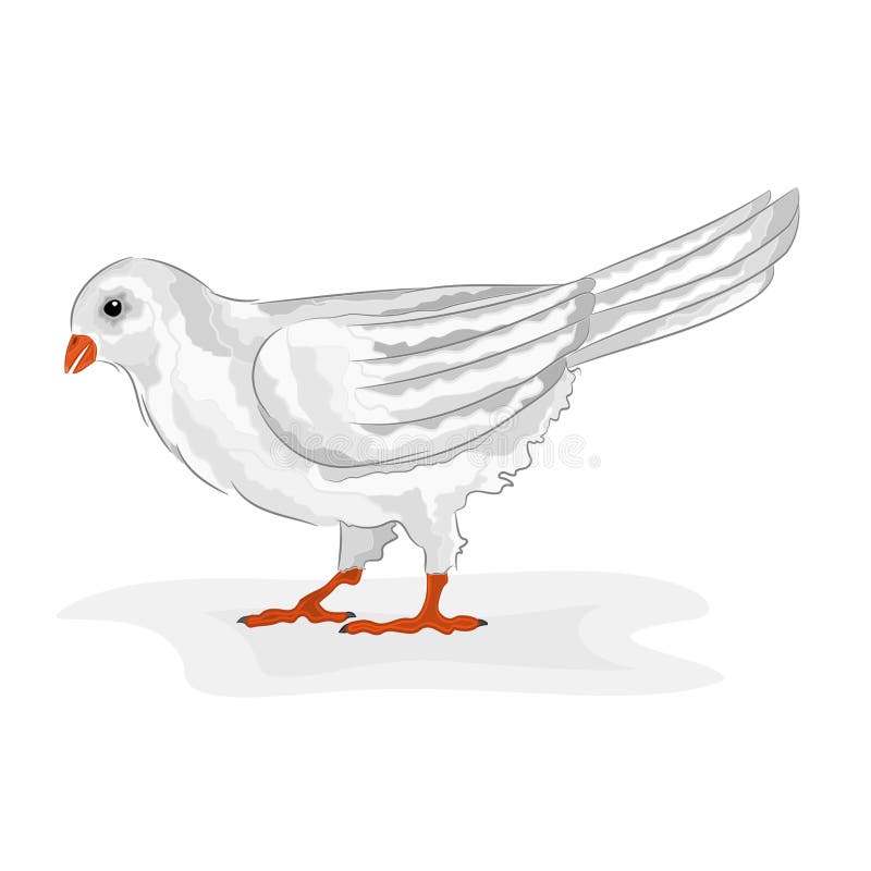 Bird white pigeon vector stock vector. Illustration of color - 52837472