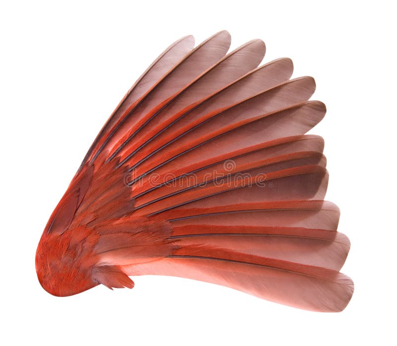 Bird Wing with Clipping Path stock photography