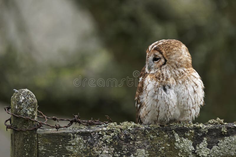 Bird and Wire