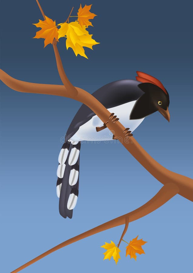 Bird woodpecker and a maple. Maple leaf canada cartoon vectors
