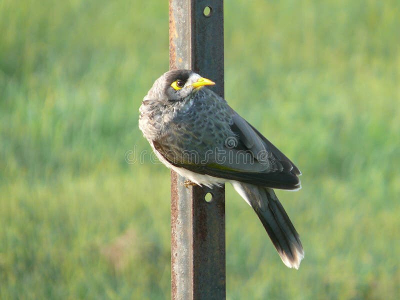 Bird with yellow black eye and yellow beak, on the side of a rusty iron bar. Feather grey, black, royalty free stock image Bird with yellow black eye and yellow beak, on the side of a rusty iron bar. Feather grey, black, royalty free stock image
