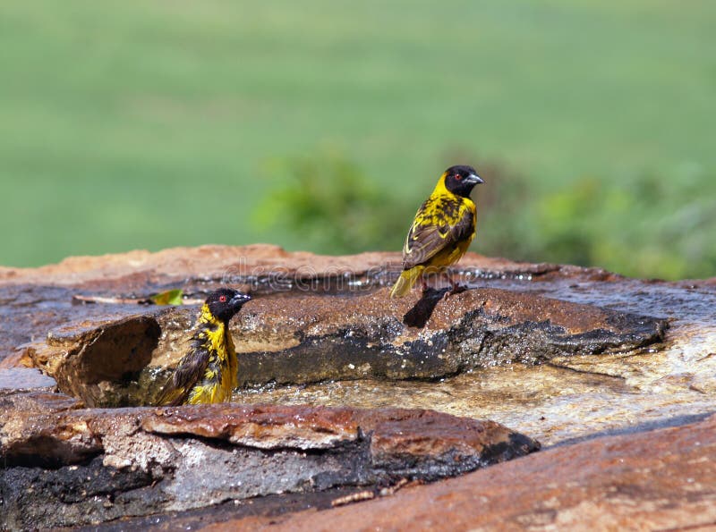 Birdbath stock photo. Image of african, birdbath, kenya 17930202