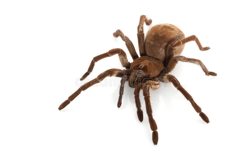 Birdeater goliath στοκ φωτογραφίες