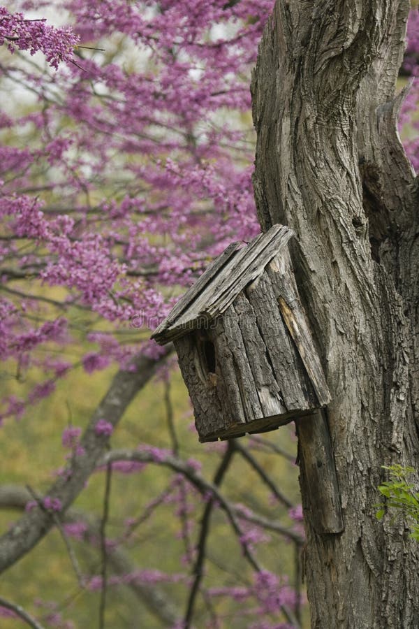 Birdhouse em uma árvore velha foto de stock Birdhouse em uma árvore velha foto de stock