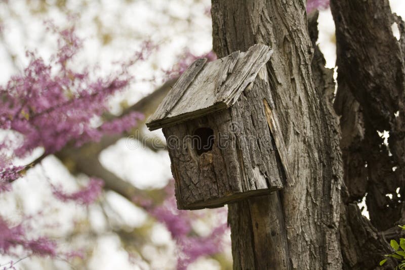 Birdhouse en un árbol viejo foto de archivo libre de regalías Birdhouse en un árbol viejo foto de archivo libre de regalías