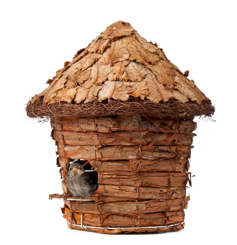 Birdhouse with little sparrow stock image