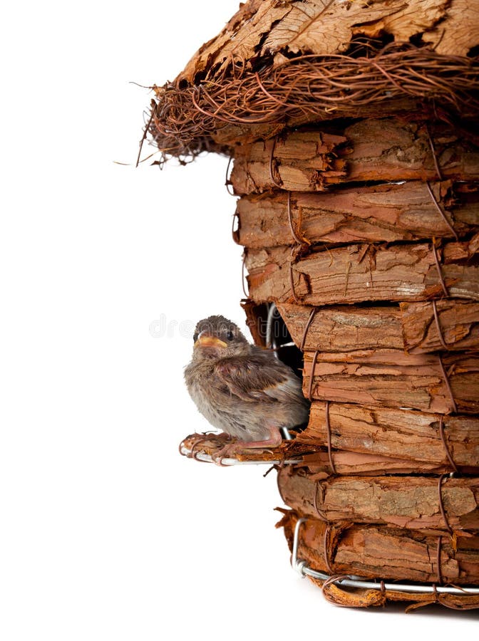 Birdhouse with little sparrow royalty free stock image