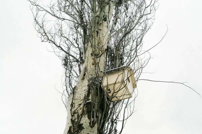 Birdhouse on a Poplar. a Small Bird House Hangs from a Tree. Stock