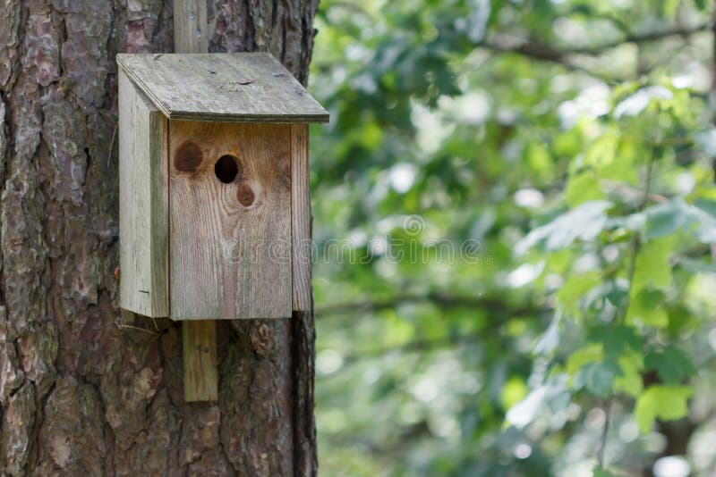 Birdhouse in wood sitting on a tree stock photo