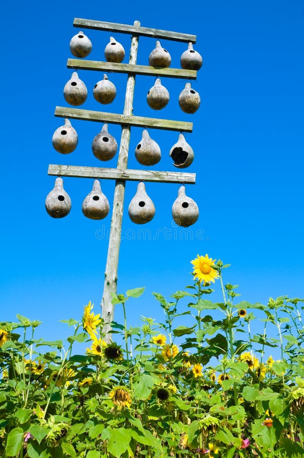 A stand of gourd birdhouses for nesting purple martins set against a blue sky with sunflowers in the foreground. A stand of gourd birdhouses for nesting purple martins set against a blue sky with sunflowers in the foreground.