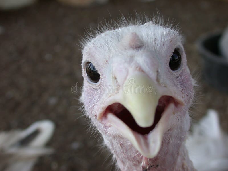 Birdie Surprise royalty free stock photography Birdie Surprise royalty free stock photography